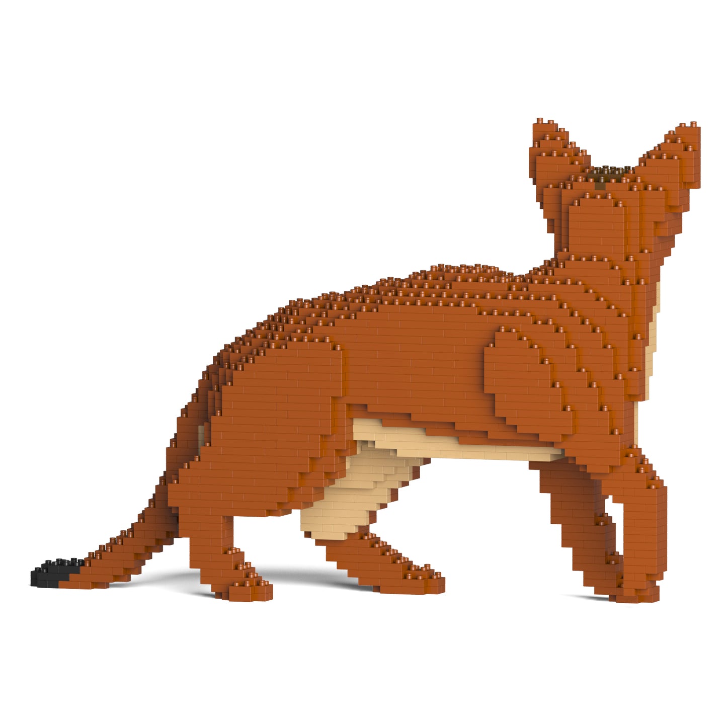 アビシニアン 01S