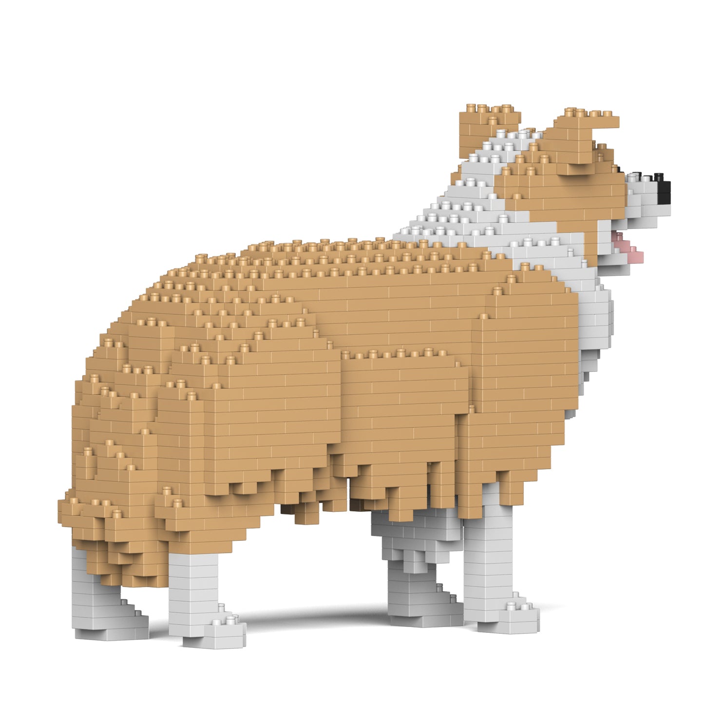 ボーダー・コリー 01S-M03 / 01C-M03