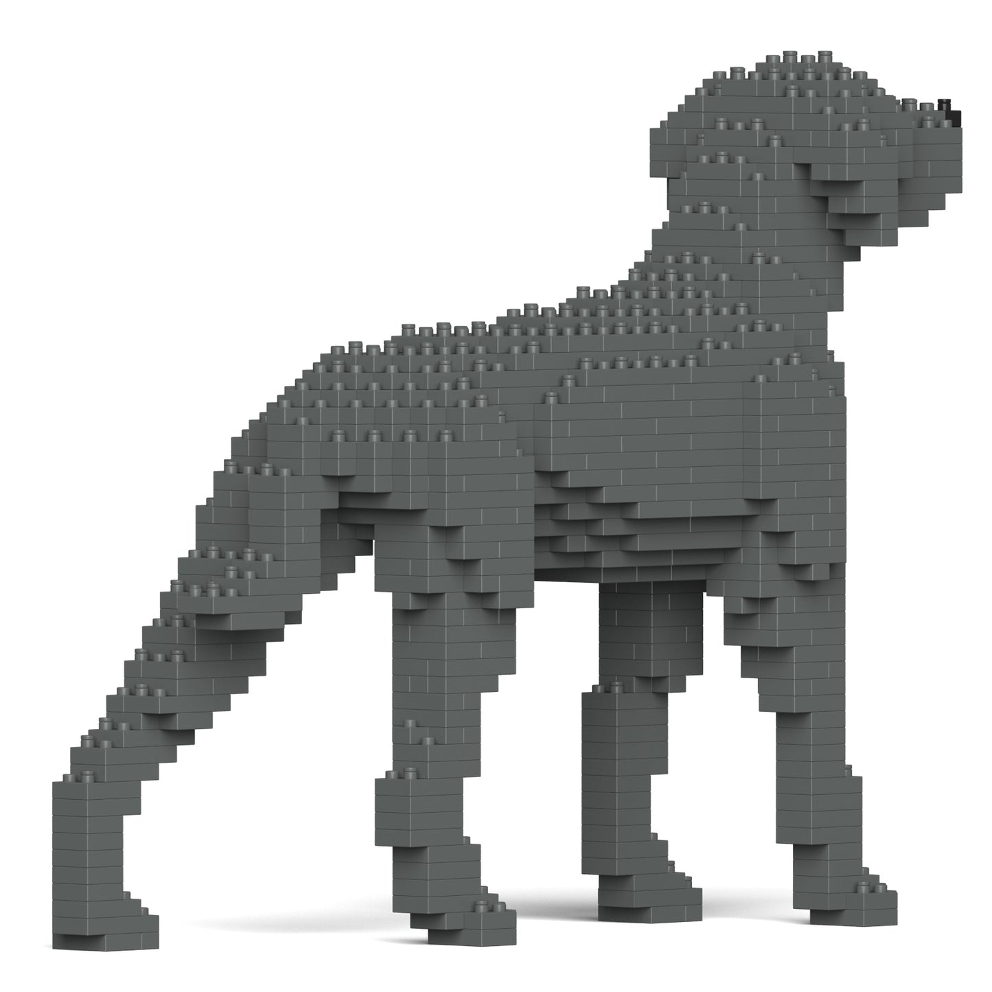 ワイマラナー 01S / 01C