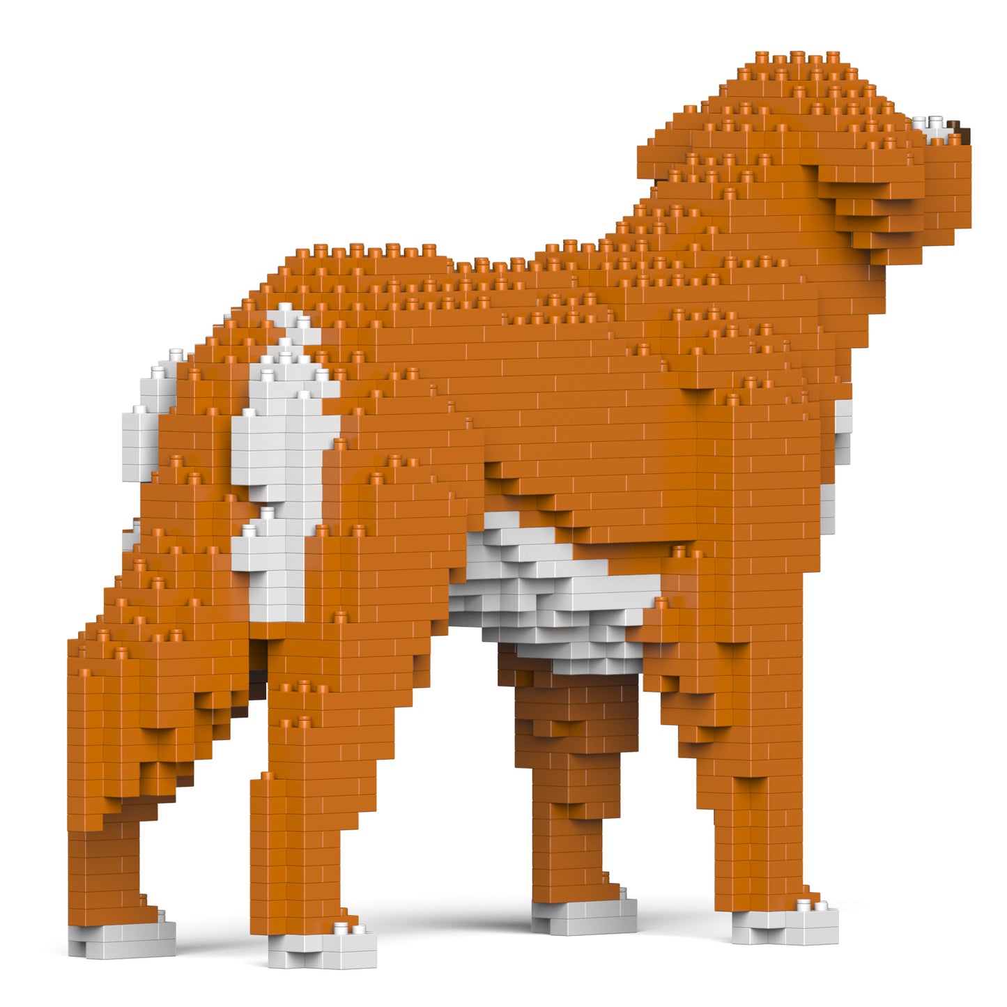 ノヴァ・スコシア・ダック・トーリング・レトリーバー 01S / 01C