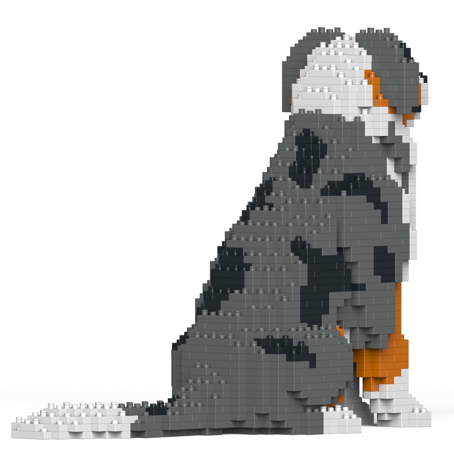 オーストラリアン・シェパード 01S / 01CB