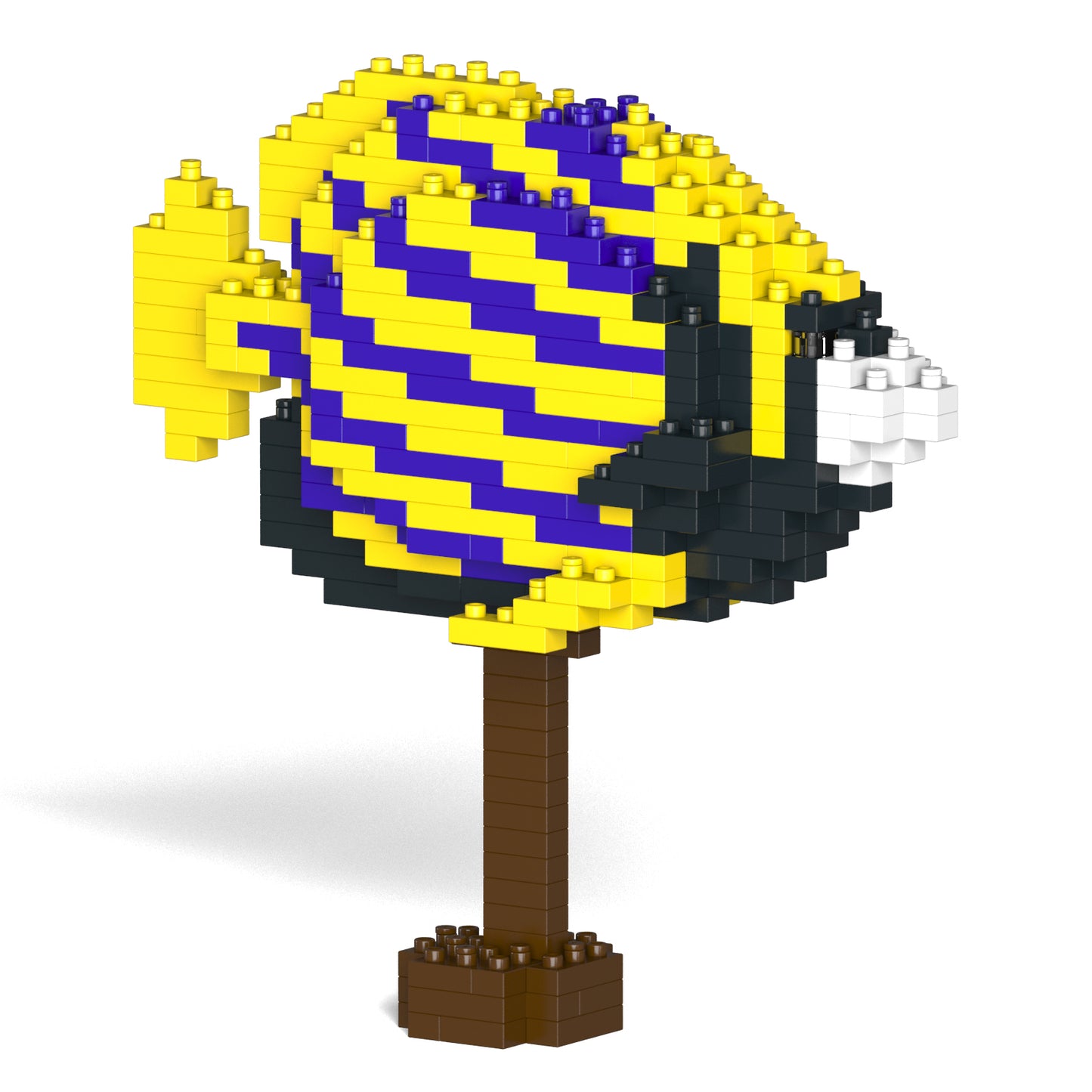 タテジマキンチャクダイ 01S / 01C