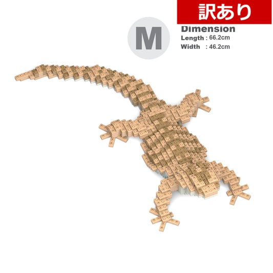 【訳あり(パッケージ不良)】フトアゴヒゲトカゲ 01C  (Black Friday 2025)